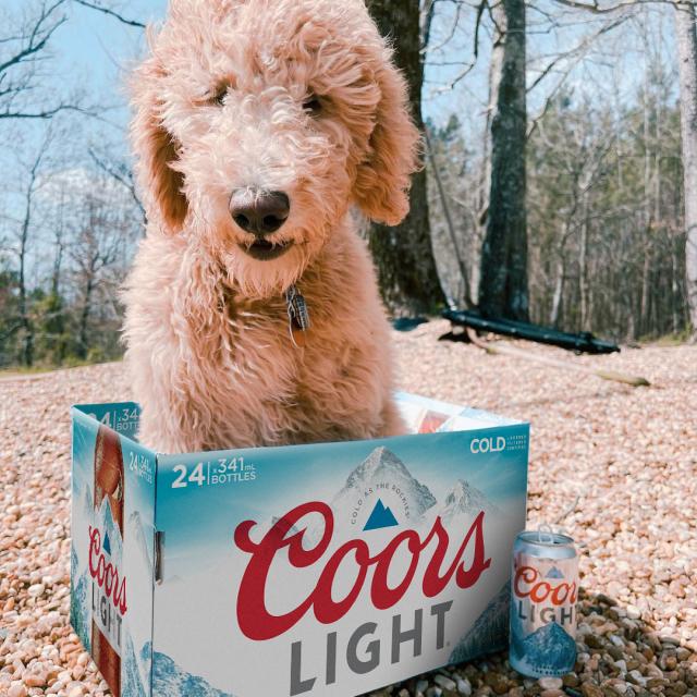 Highly-trained dogs remind you when you’re out of Coors Light. (📸: @coorsthegoldendoodle)