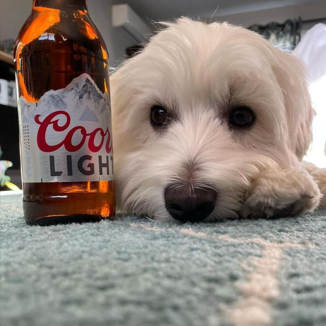 The internet says today is the worst day of the year, so here’s a little something to brighten it up.

📸: @cheddar.the.westie @timbit.the.shiba